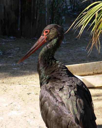 Cigueña negra en peligro de extincion