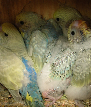 Como saber la edad de un periquito