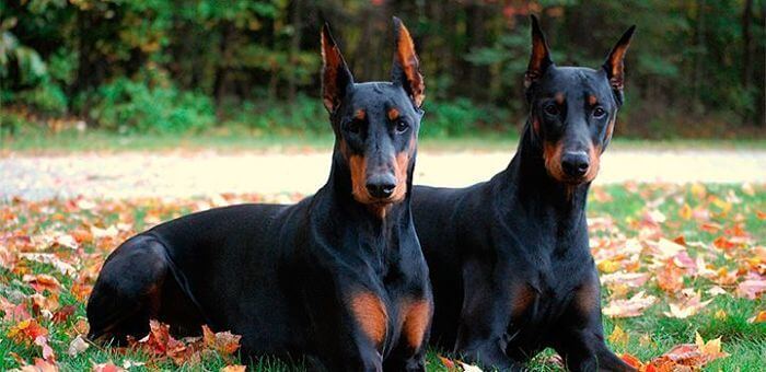 Corte de orejas doberman