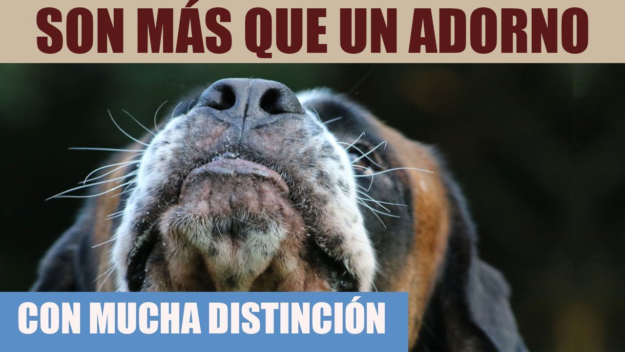 Cuanto aguanta un perro sin comer Actualizado marzo 2024 Cuanto aguanta un perro sin comer Actualizado marzo 2024
