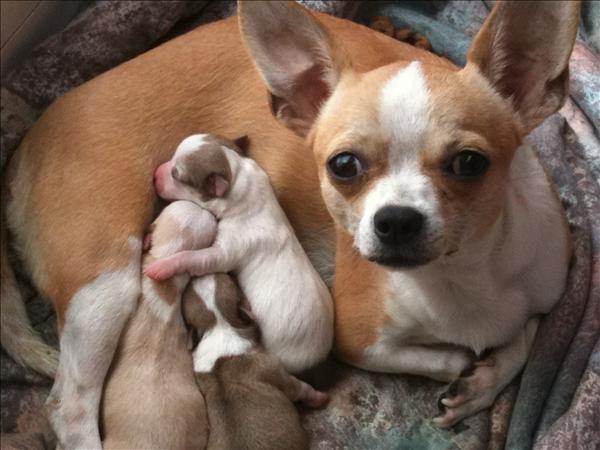 Cuantos cachorros puede tener un chihuahua
