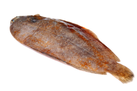 Diferencia entre lenguado y lenguadina