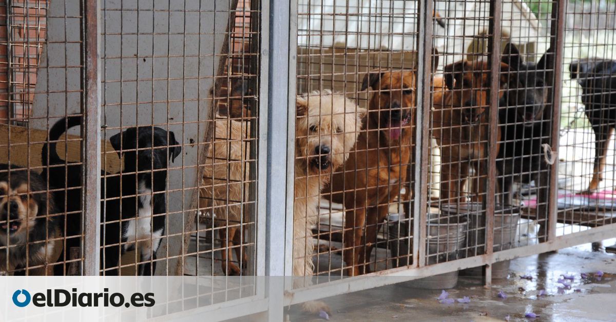 El negocio de las protectoras de animales