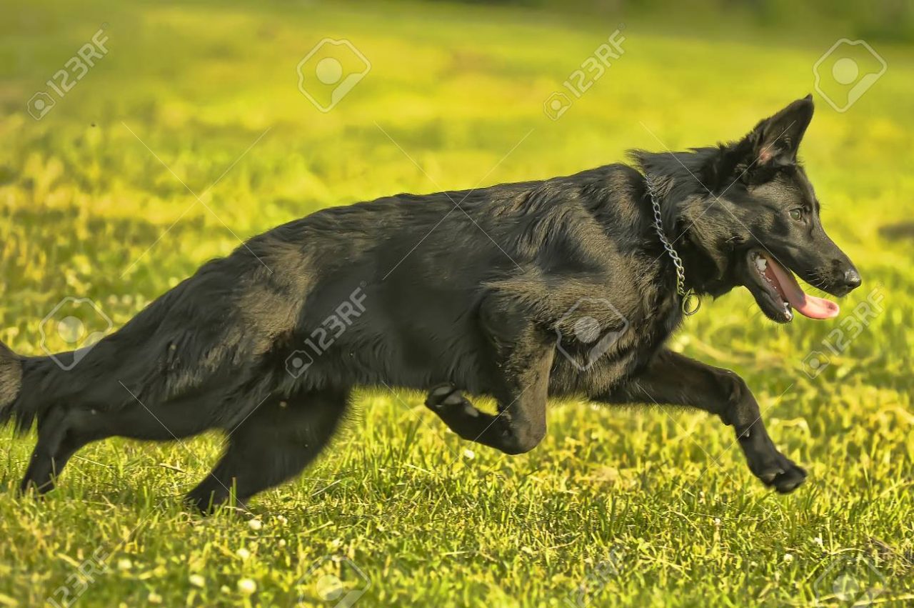 Pastor aleman negro precio