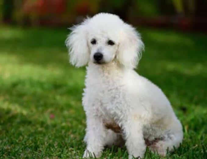 Perro parecido al caniche