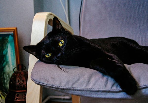 Que significa cuando aparece un gato negro en tu casa