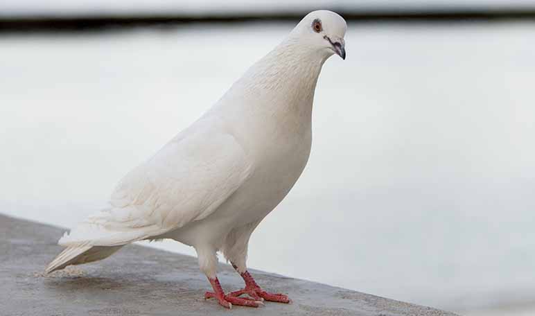 Veneno para palomas casero