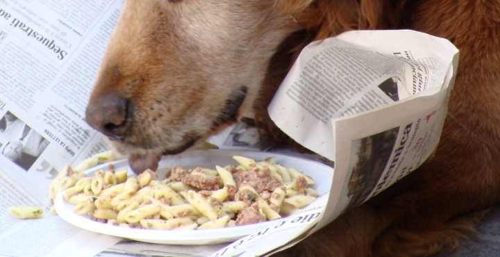 El arroz es bueno para los perros