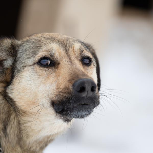 A mi perro le huele el aliento a pescado