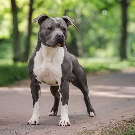 Mezcla american stanford y pitbull