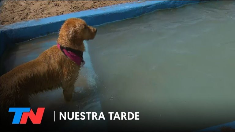 Balnearios que admiten mascotas