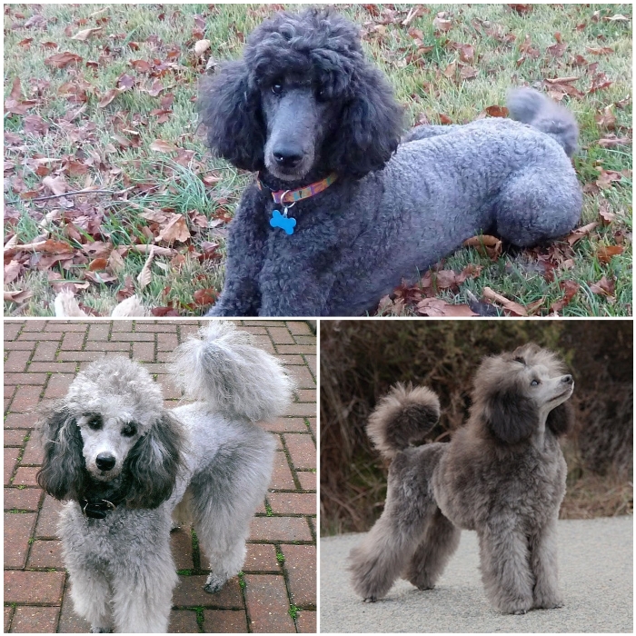 Peso caniche enano 3 meses