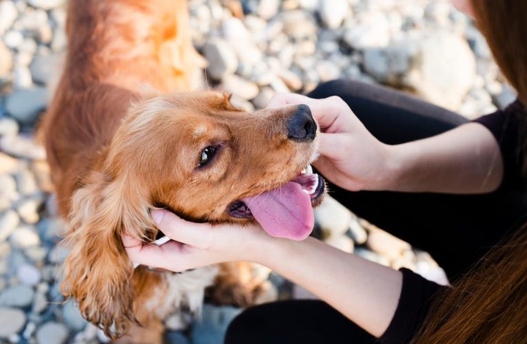 Chuches para mascotas: aprovéchalas en su adiestramiento